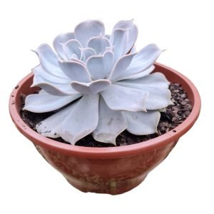 Suculenta Echeveria Lilacina – Cuia 21