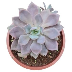 Suculenta Graptoveria Debbie – Cuia 21