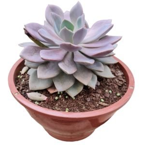 Suculenta Graptoveria Debbie – Cuia 21