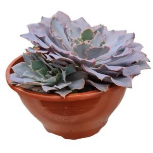 Suculenta Echeveria Shaviana Pink – Cuia 21