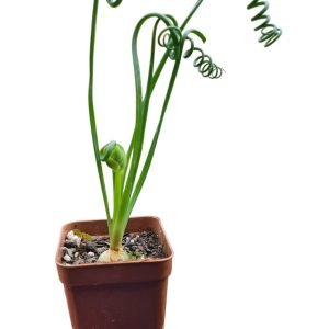 Suculenta Albuca Spiralis