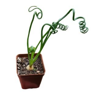 Suculenta Albuca Spiralis