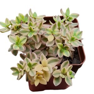 Suculenta Crassula Volkensii Variegata