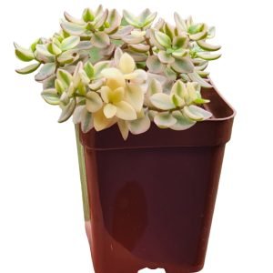 Suculenta Crassula Volkensii Variegata