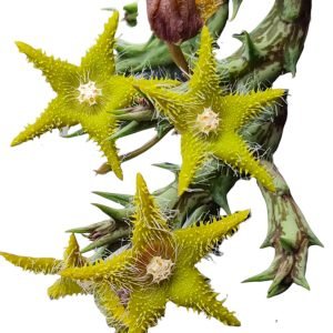 Suculenta Orbea Dummeri