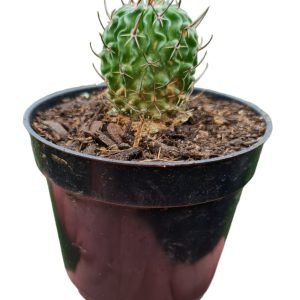 Cacto Stenocactus Multicostatus