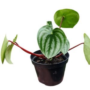 Peperomia Melancia