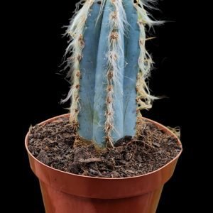 Cacto Pilosocereus Azureus