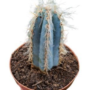 Cacto Pilosocereus Azureus