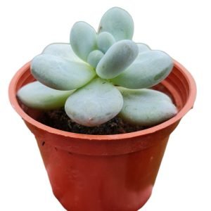 Suculenta Híbrida Pachyphytum