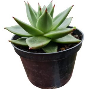 Suculenta Agavoide Hidalgo