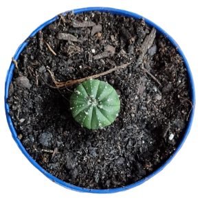 Astrophytum Asterias (Pote 9 referência)