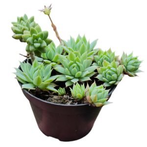 Suculenta Graptopetalum Macdougallii (Colônia)