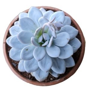 Suculenta Echeveria Lauii – Cuia 21