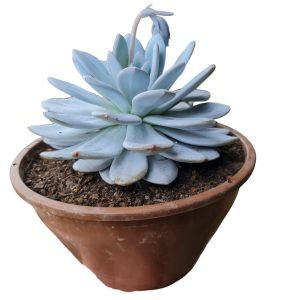 Suculenta Echeveria Lauii – Cuia 21