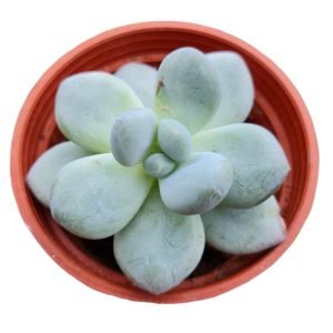 Suculenta Híbrida Pachyphytum