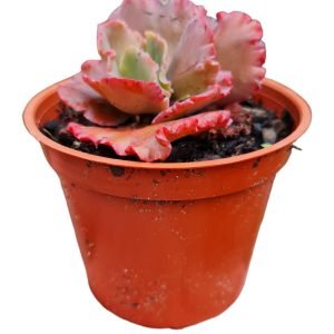 Suculenta Gibbiflora Red Regis