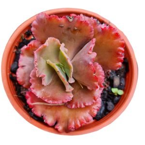 Suculenta Gibbiflora Red Regis