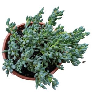 Suculenta Senecio Citriforms (Gotinha da sorte) -Cuia 23