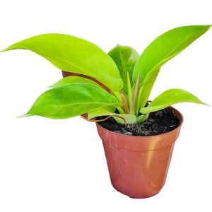 Philodendron Imperial Golden