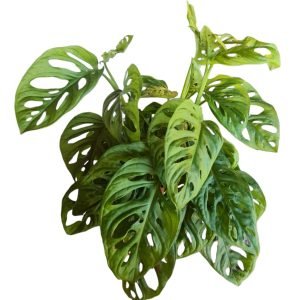 Monstera Obliqua Adansonii ( Costela de eva)