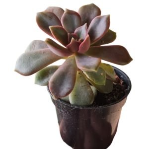Suculenta Echeveria Mina Rubra pote 6