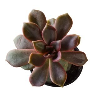 Suculenta Echeveria Mina Rubra pote 6