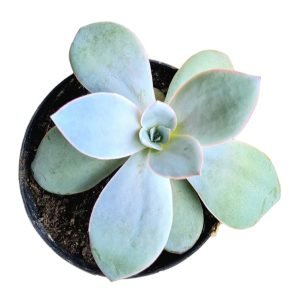 Suculenta Echeveria Cante