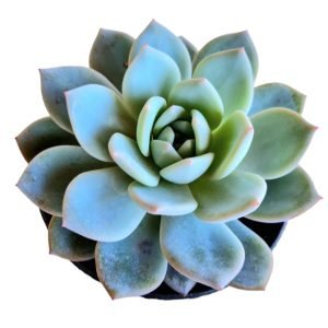 Suculenta Echeveria Monroe