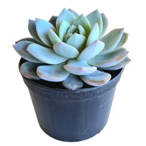 Suculenta Echeveria Monroe