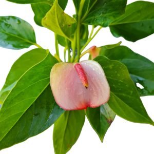 Antúrio Branco com Borda Rosa Médio (Florindo)