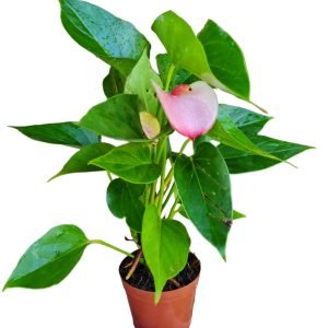 Antúrio Branco com Borda Rosa Médio (Florindo)