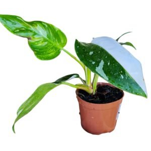 Philodendron White princess