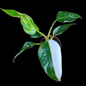 Philodendron White princess