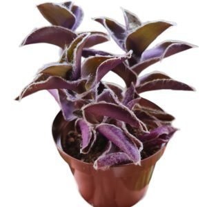 Suculenta Tradescantia Veludo Roxo