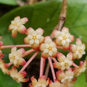 Flor de cera (Hoya)