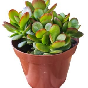 Suculenta Crassula Mini Jade