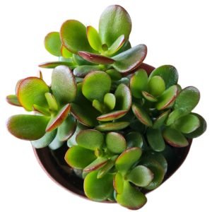 Suculenta Crassula Mini Jade