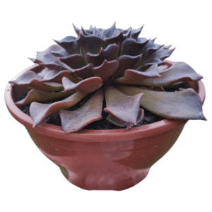 Suculenta Echeveria Black Prince Folhas Onduladas (cuia 21)