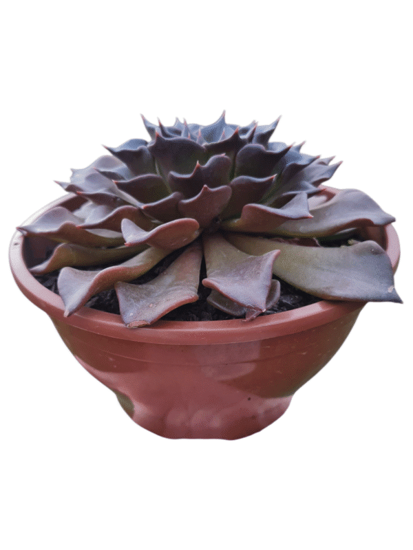 Suculenta Echeveria Black Prince Folhas Onduladas (cuia 21) - Imagem 2