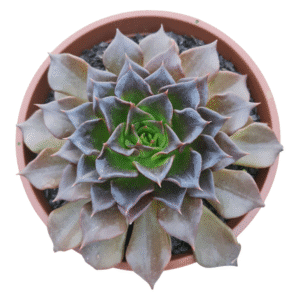 Suculenta Echeveria Black Prince Folhas Onduladas (cuia 21)