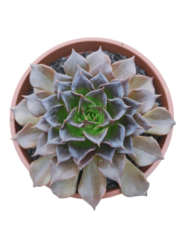 Suculenta Echeveria Black Prince Folhas Onduladas (cuia 21)