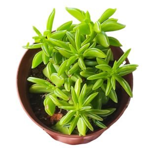 Suculenta Peperomia Nivalis