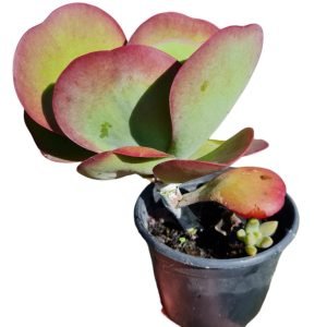 Suculenta Kalanchoe Orelha de Elefante