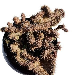 Suculenta Stapeliantus Cristata (florzinha Fedorenta)