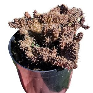Suculenta Stapeliantus Cristata (florzinha Fedorenta)