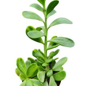 Suculenta Senecio Jacobsen Variegata (Trança de Cigana)