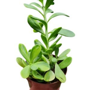 Suculenta Senecio Jacobsen Variegata (Trança de Cigana)