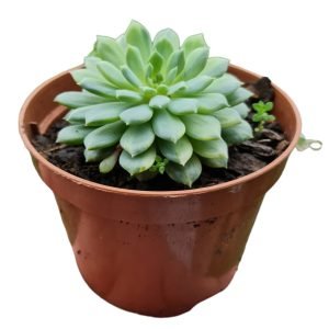 Suculenta Echeveria Chrissy’n Ryan Variegata