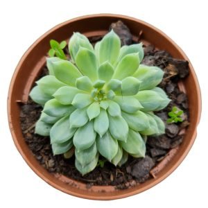 Suculenta Echeveria Chrissy’n Ryan Variegata